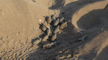 Tiny Warriors of the Mediterranean: Sea Turtles Begin Their Journey on Türkiye’s Southern Shores